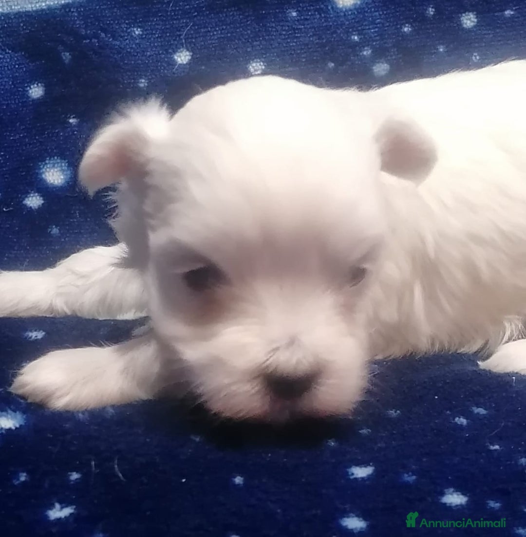 Maltese cani in vendita: Maltese cuccioli - Annuncio 1