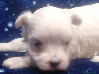 Maltese cani Maltese cuccioli - Annuncio 1