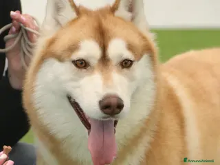 Husky cani Cuccioli Siberian Husky con pedegree - Annuncio 1