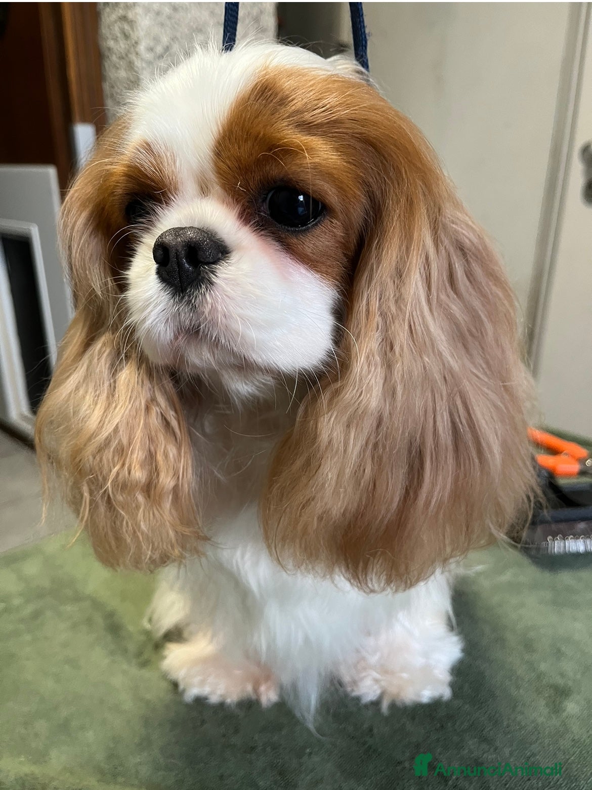 Cavalier King cani 3 meravigliosi cuccioli di cavalier king - Annuncio 11