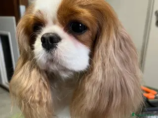 Cavalier King cani 3 meravigliosi cuccioli di cavalier king - Annuncio 1