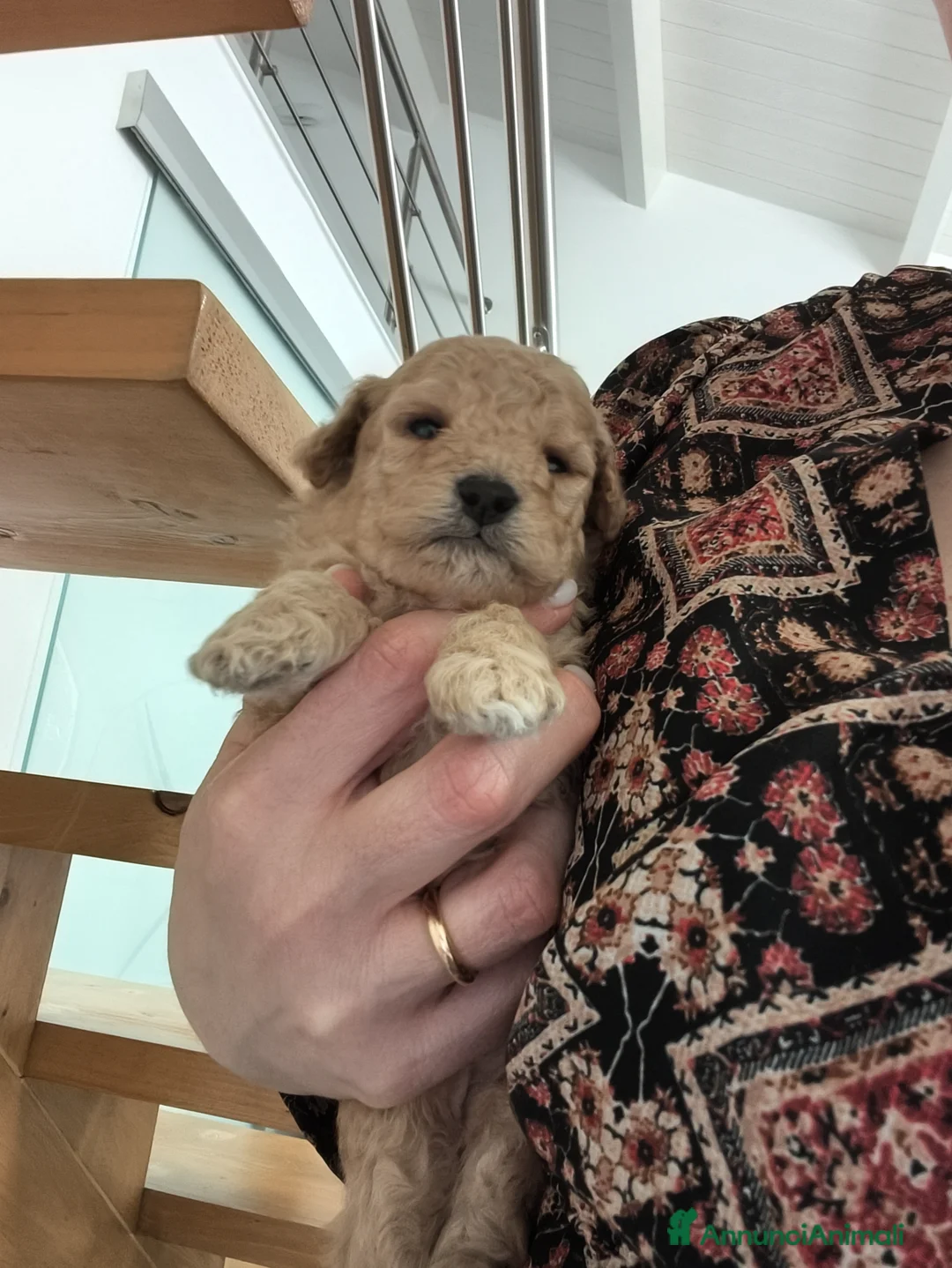 Barboncino cani in vendita: Barboncino  - Annuncio 1