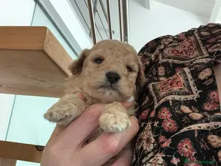 Barboncino cani Barboncino - Annuncio 36