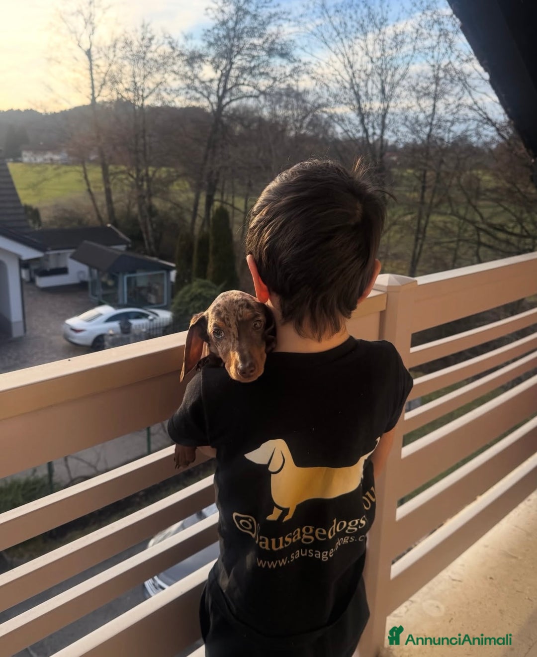 Bassotto cani in vendita: bassotti nani - Annuncio 8