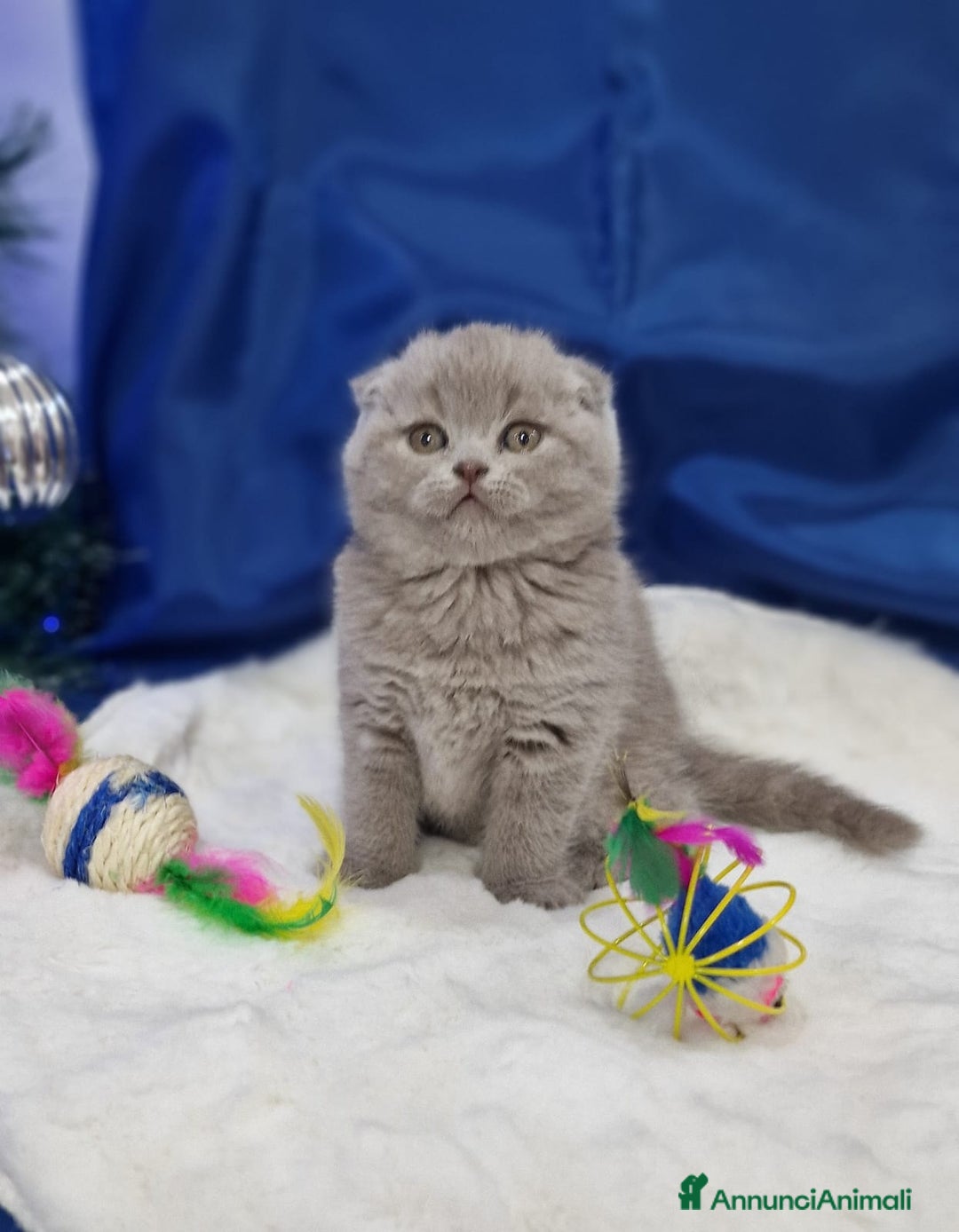 Scottish gatti in vendita: Scottish fold e straight  - Annuncio 4