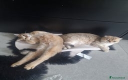 Scottish gatti per accoppiamento: Sccottish fold - Annuncio 4