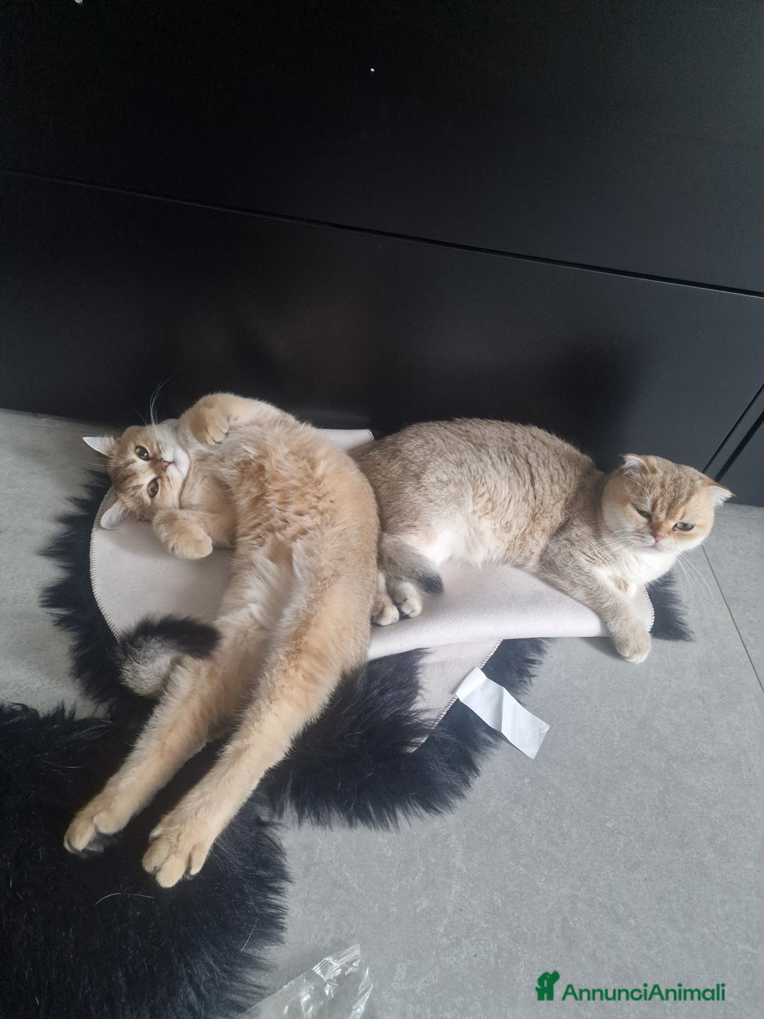 Scottish gatti per accoppiamento: Sccottish fold - Annuncio 4