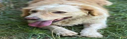 Meticcio cani in regalo: OSCAR, simil Golden, zampette corte  - Annuncio 4