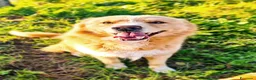 Golden Retriever cani in regalo: Birillo cagnone straordinario - Annuncio 9