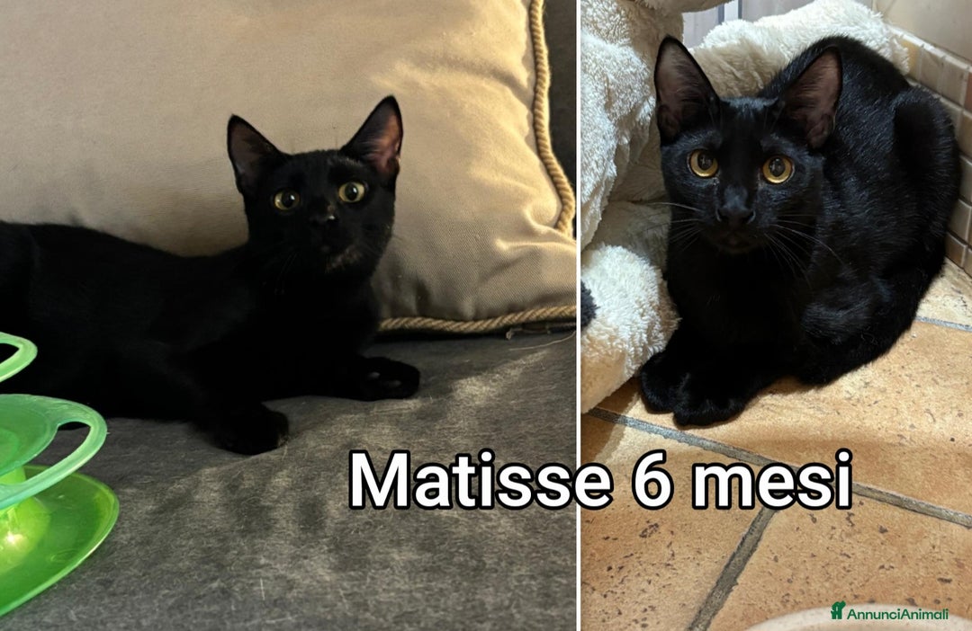 Altre razze gatti in regalo: MICINI: TEMPO SCADUTO!!! - Annuncio 4