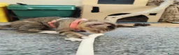 Altre razze gatti in vendita: Dolcissimi gattini cercano una famiglia amorevole - Annuncio 4