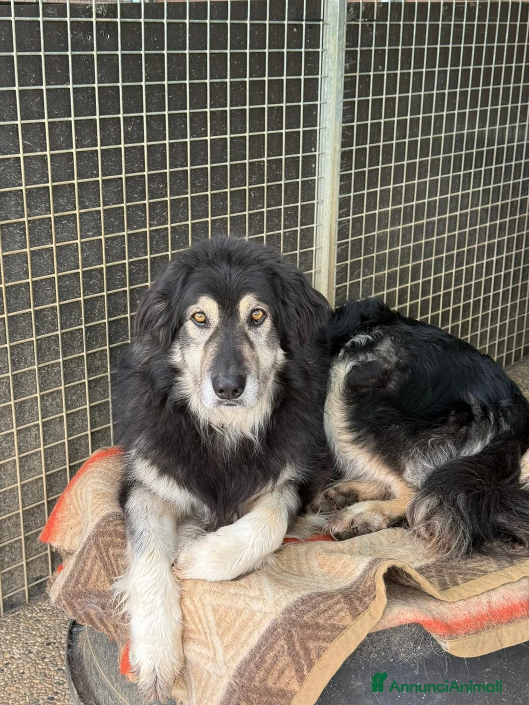 Meticcio cani in regalo: Leone cerca casa - Annuncio 6