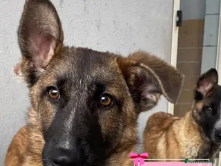 Meticcio cani in regalo: DAFNE cucciolona incrocio pastore belga adozione - Annuncio 2