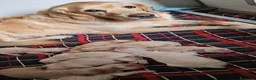 Golden Retriever cani in vendita: CUCCIOLI GOLDEN RETRIEVER - Annuncio 14