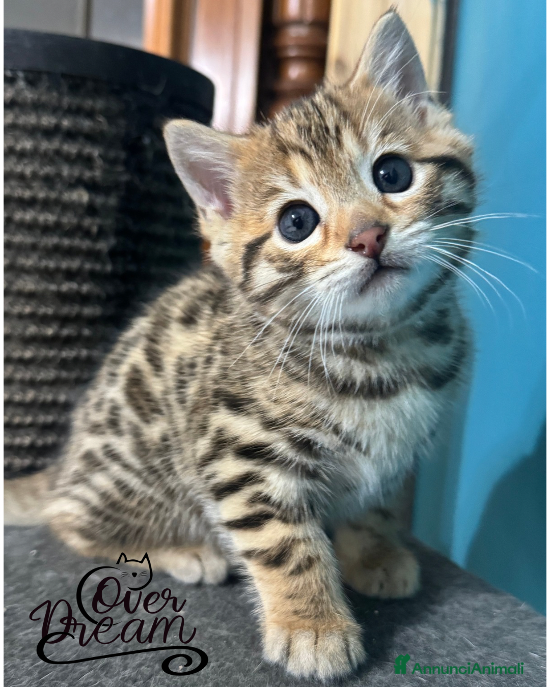 Bengala gatti in vendita: Cuccioli bengala  - Annuncio 6