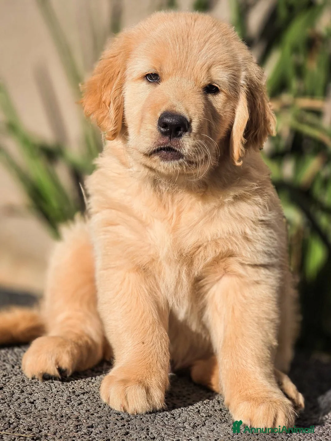 Golden Retriever cani in vendita: Cucciolata 100% americana  - Annuncio 1