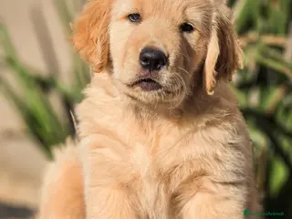 Golden Retriever cani Cucciolata 100% americana - Annuncio 2