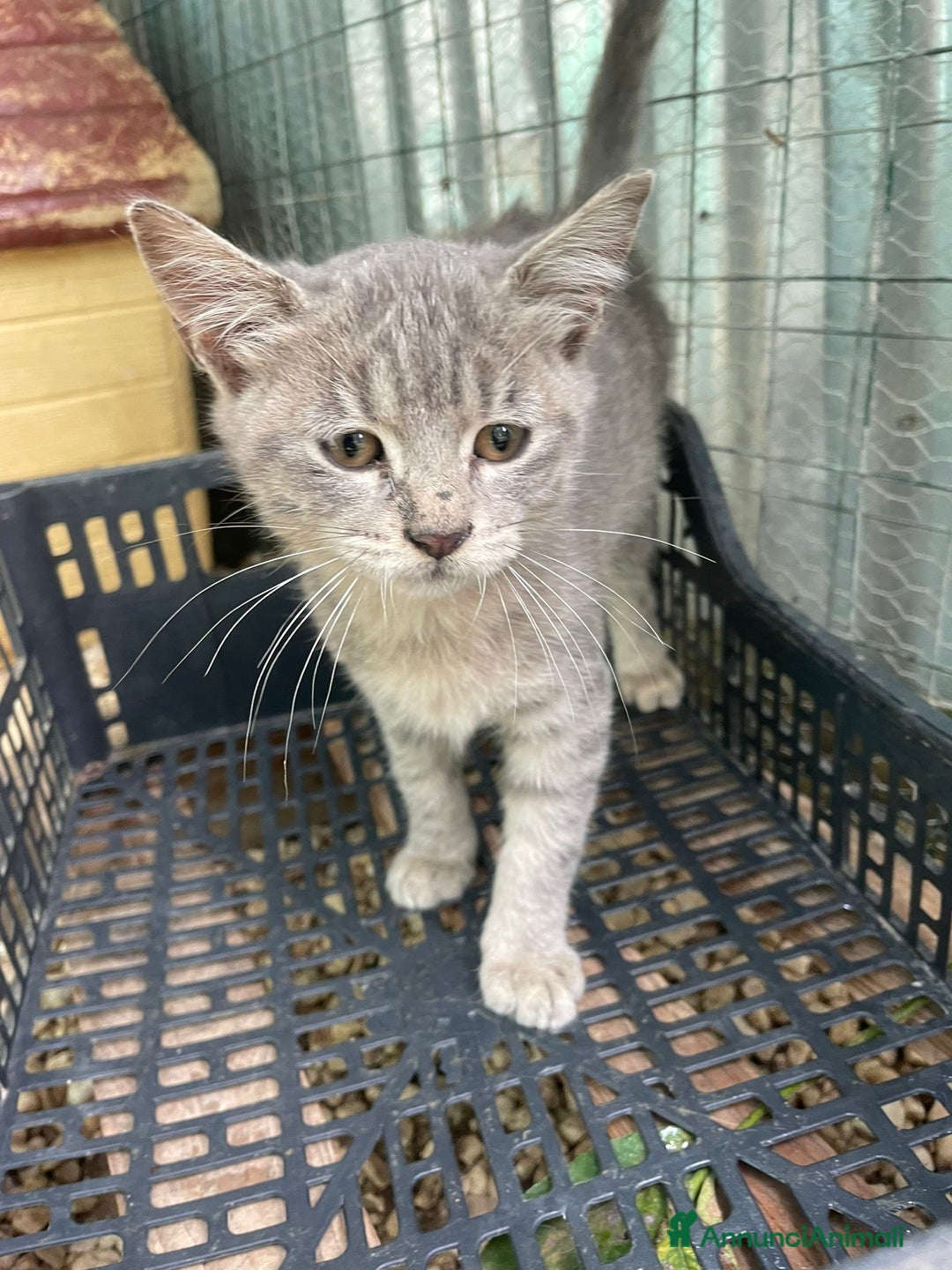 Meticcio gatti in regalo: TIGRO a Città metropolitana di Roma Capitale - Annuncio 2