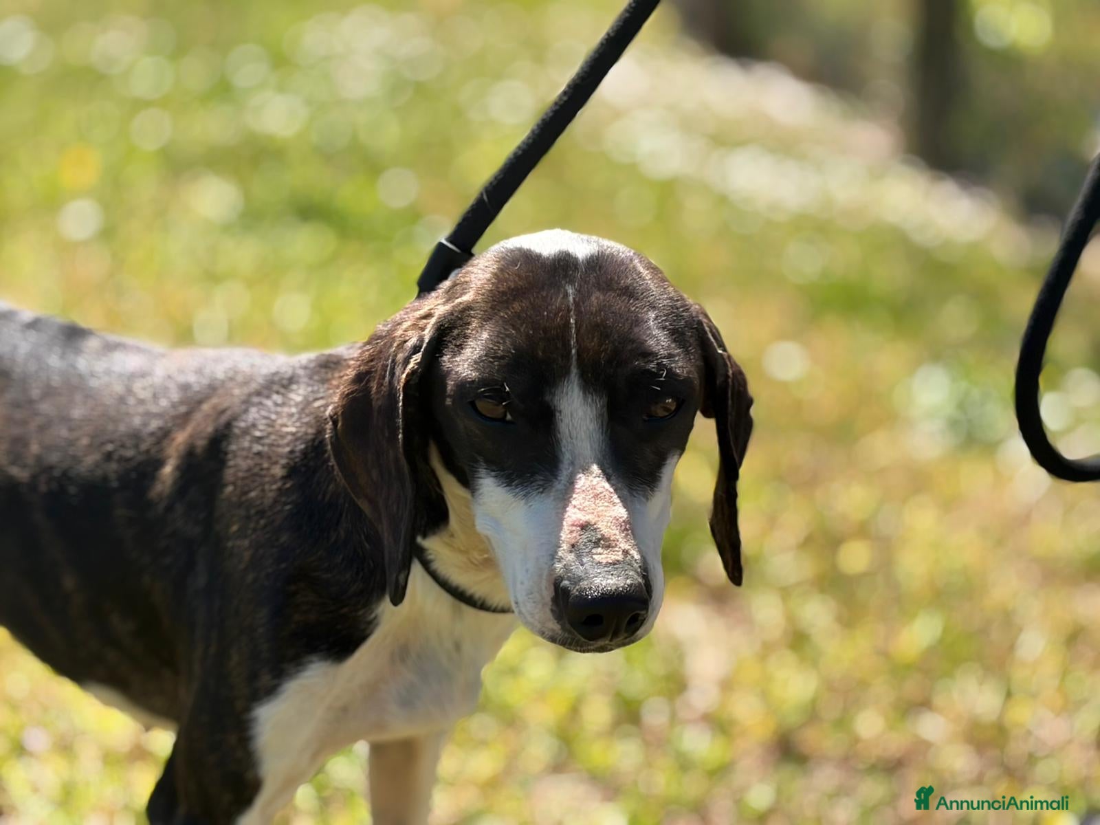 Meticcio cani in regalo: LA DOLCE RUGHETTA HA BISOGNO DI UNA CASA - Annuncio 2