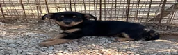 Meticcio cani in regalo: IL PICCOLO OTTO  - Annuncio 1