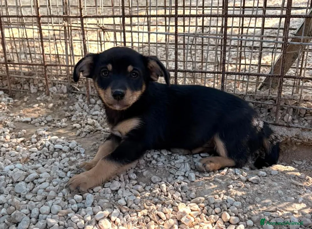 Meticcio cani in regalo: IL PICCOLO OTTO  - Annuncio 1