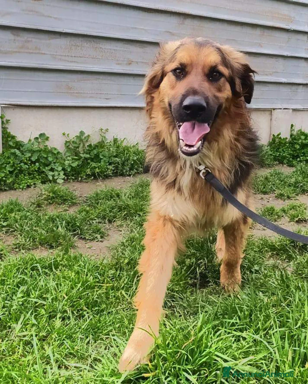 Meticcio cani in regalo: Pastorino 4anni splendido aspetta in canile.CALABR a Città Metropolitana di Milano - Annuncio 1