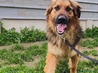 Meticcio cani Pastorino 4anni splendido aspetta in canile.CALABR - Annuncio 12