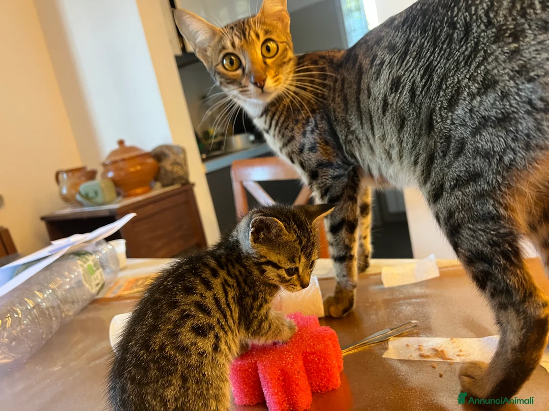 Savannah gatti in vendita: 3 cuccioli  - Annuncio 2