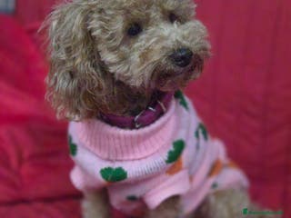 Barboncino cani Barboncini red e albicocca - Annuncio 3