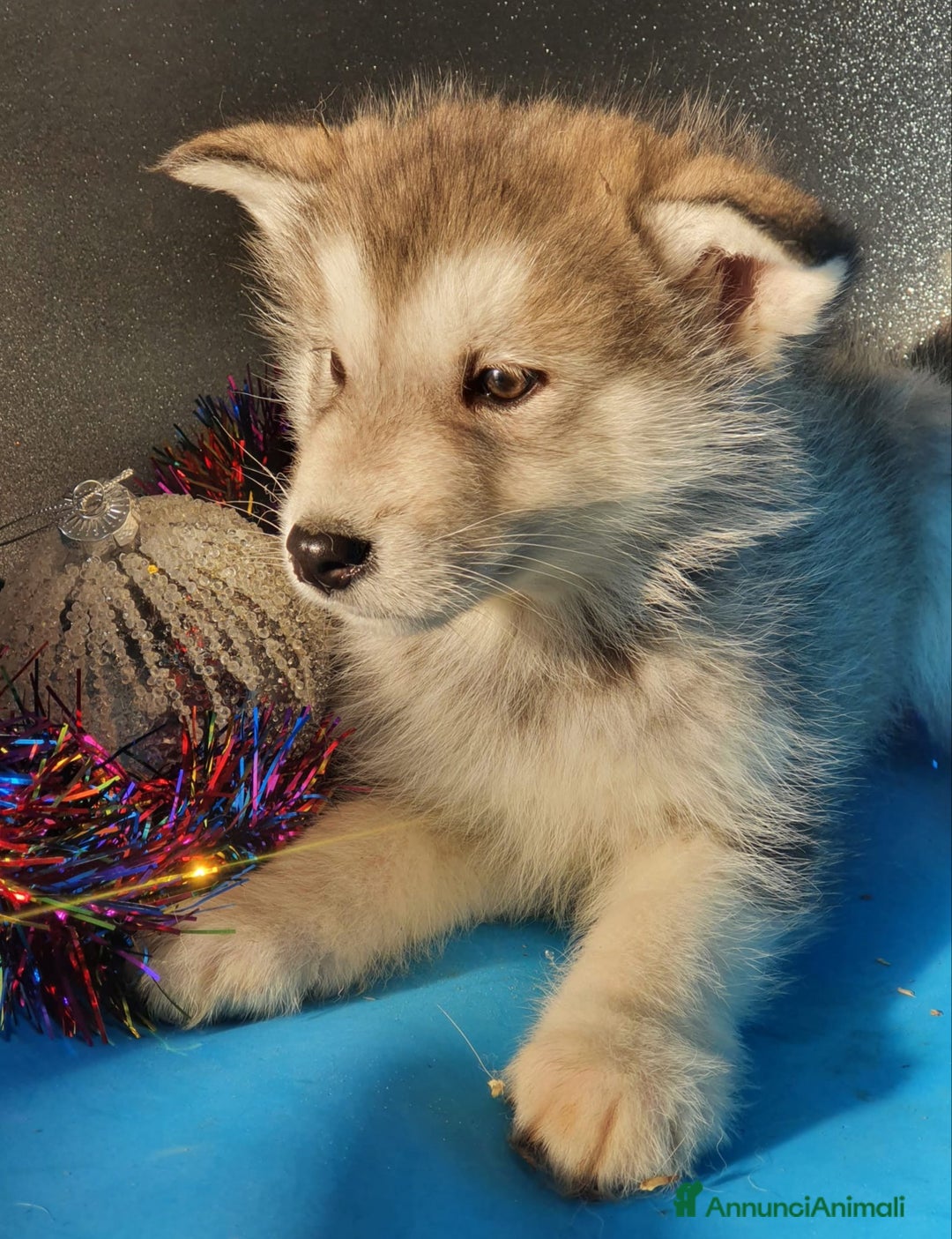 Alaskan Malamute cani in vendita: Alaskan Malamute cuccioli  - Annuncio 2