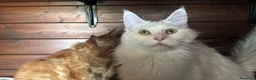 Maine Coon gatti in vendita: Cuccioli maine coon (Lestat X Hvitt Lys) - Annuncio 8