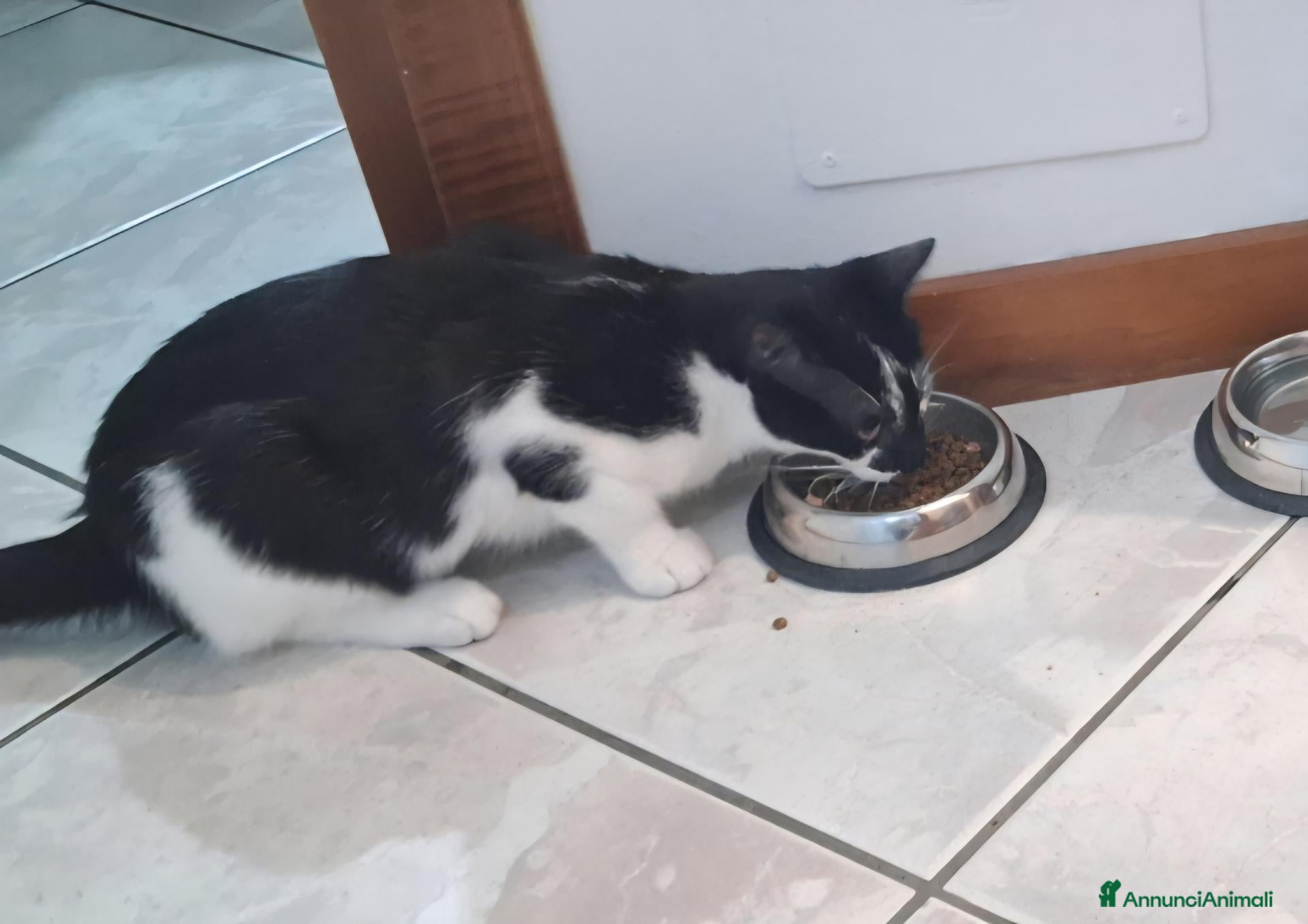 Altre razze gatti Gatto in regalo - Annuncio 9