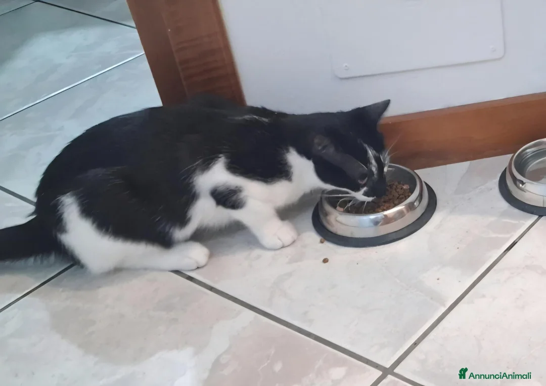 Altre razze gatti in regalo: Gatto in regalo a Provincia di Como - Annuncio 1