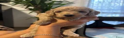 Barboncino cani in vendita: Vendo cuccioli di barboncino nano  - Annuncio 10