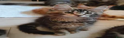 Maine Coon gatti in vendita: Ultime cucciole disponibili  - Annuncio 5