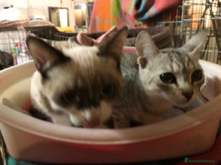 Europeo gatti cuccioli gatto cercano casa❤️ ADOZIONE DI COPPIA - Annuncio 30