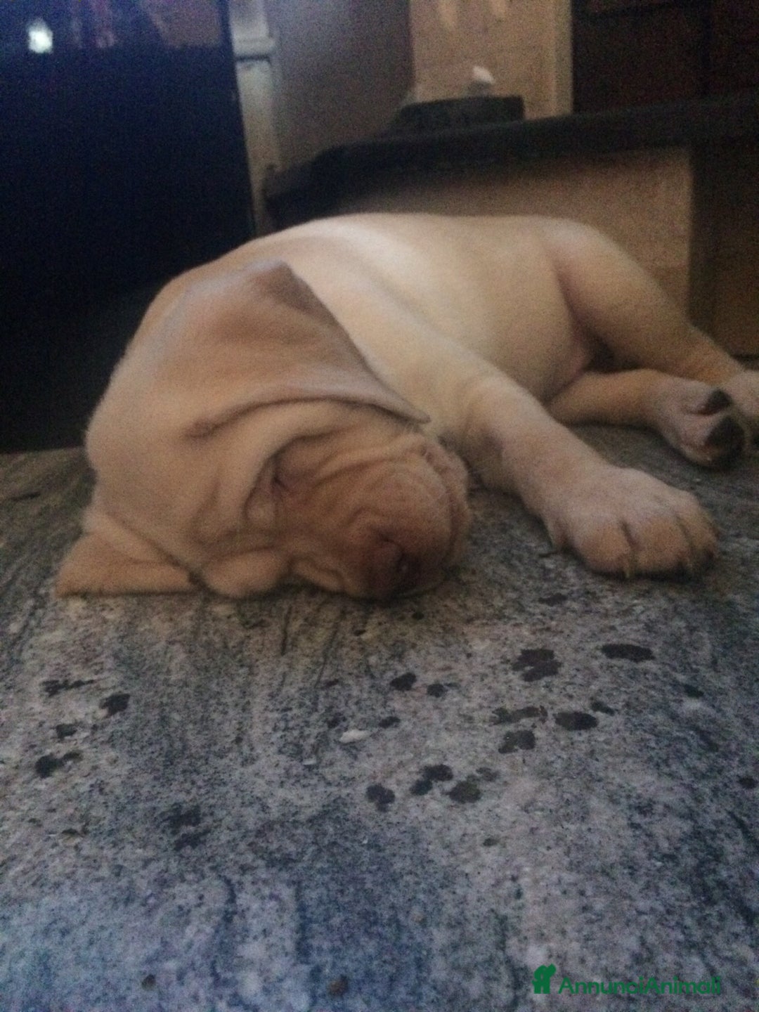 Labrador cani per accoppiamento: Seven cerca fidanzata.🐾🩵 - Annuncio 4