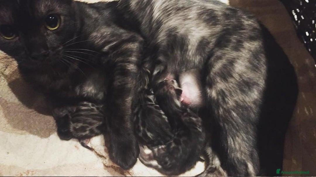 Bengala gatti in vendita: Bellissimi cuccioli di bengala  - Annuncio 8