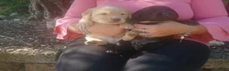 Labrador cani in vendita: Cuccioli di labrador  - Annuncio 8