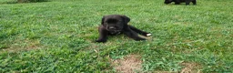Cane Corso cani in vendita: Splendidi cuccioli di Cane Corso  a Provincia di Padova - Annuncio 5