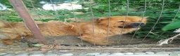Chow Chow cani in regalo: Regalo Chow Chow  - Annuncio 2