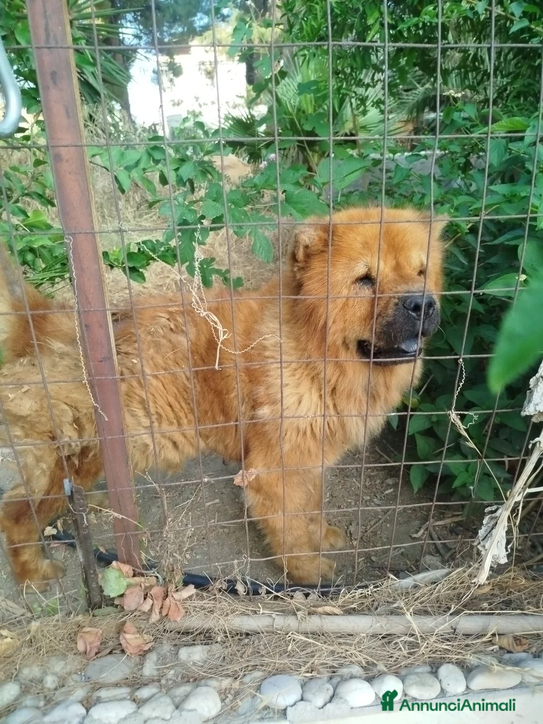 Chow Chow cani in regalo: Regalo Chow Chow  - Annuncio 2
