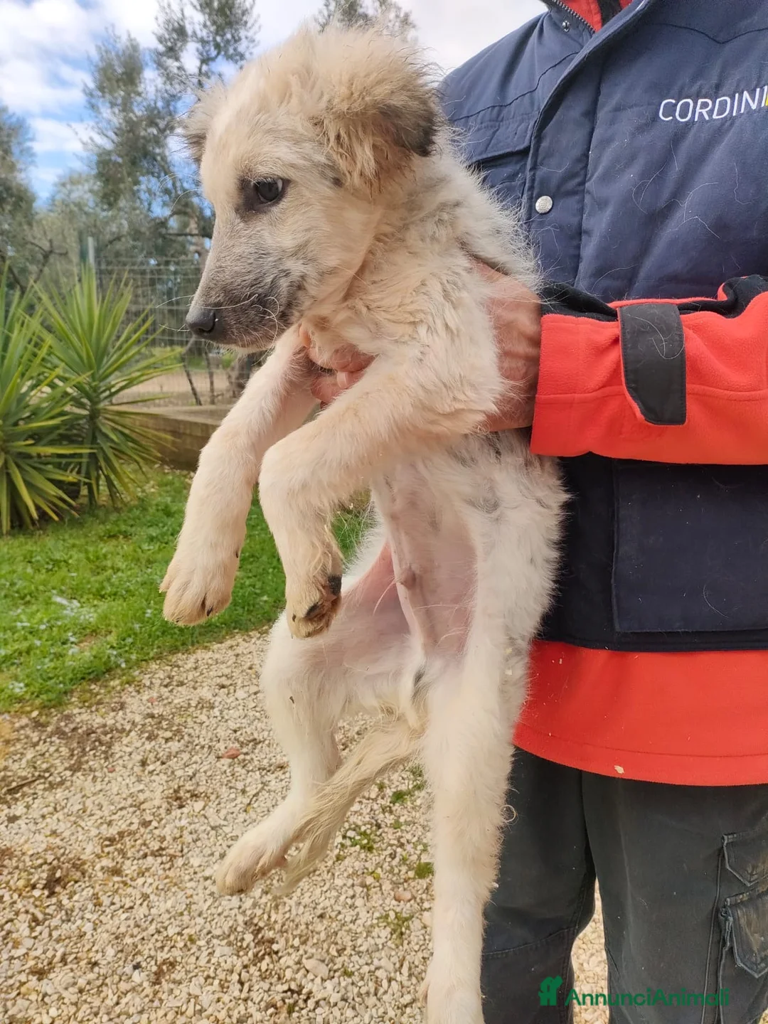 Meticcio gatti in regalo: Scricciolo un cucciolo indifeso in canile - Annuncio 1