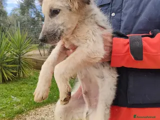 Meticcio gatti Scricciolo un cucciolo indifeso in canile - Annuncio 10