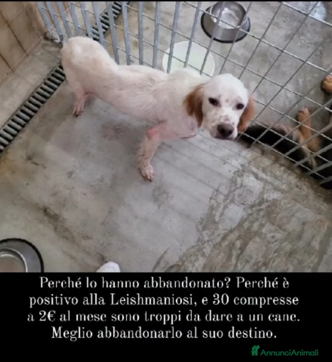 Setter Inglese cani in regalo: Setter quasi 3anni BELLO ED INVISIBILE! FOGGIA a Città metropolitana di Milano - Annuncio 8