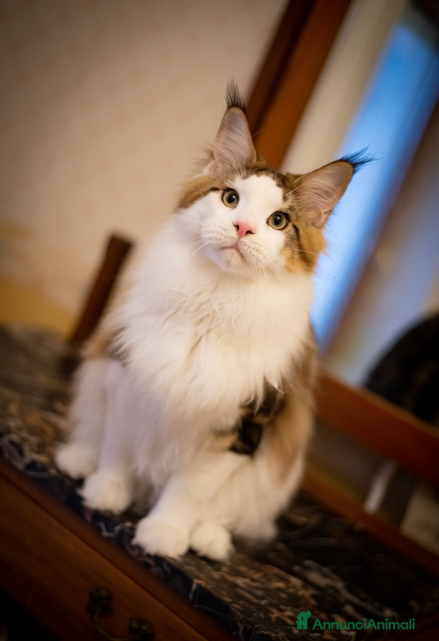 Maine Coon gatti Mainemarie Quart - Annuncio 3