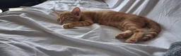 Meticcio gatti in regalo: Frida, rossina, 2 mesi e mezzo  - Annuncio 3