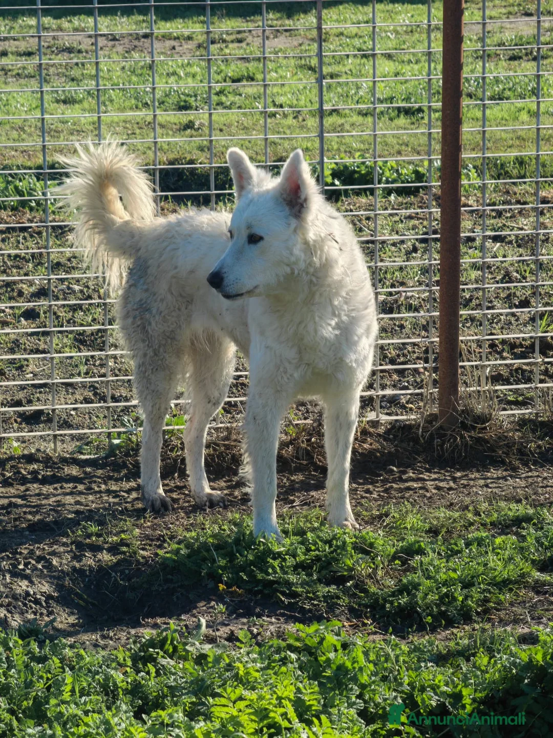 Meticcio cani in regalo: Claudia: 2 anni, taglia media, socievole  - Annuncio 6
