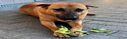 Meticcio cani in regalo: ARGO CERCA CASA - Annuncio 2