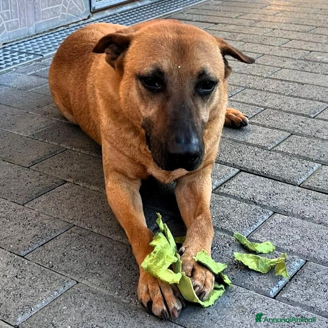 Meticcio cani in regalo: ARGO CERCA CASA - Annuncio 2